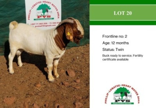 1X Boergoat Buck Phillip
