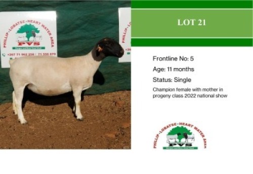 1X Dorper Ewe Phillip