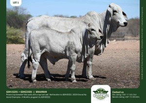 1+1X Grey Brahman Cow & Calf GDH15201 & GDH23501 Grandin Stud