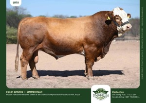 1X Simmental Bull FD184 EDWARD Grandin Stud