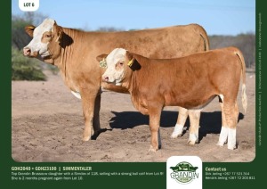 1+1X Simmental Cow & Calf GDH2040 & GDH23100 Grandin Stud