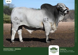 1X Grey Brahman Bull GDH2059 PABLO Grandin Stud
