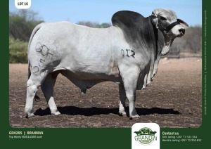 1X Grey Brahman Bull GDH205 Grandin Stud