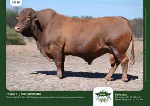 1X Droughtmaster Bull 17-0011 C Grandin Stud