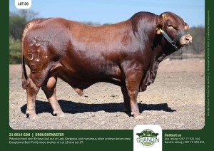 1X Droughtmaster Bull 21-0514 GDH Grandin Stud