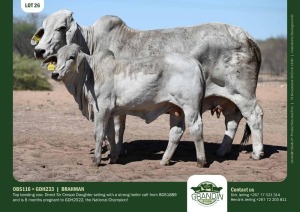 1+1X Grey Brahman Cow & Calf OBS1116 + GDH233 Grandin Stud
