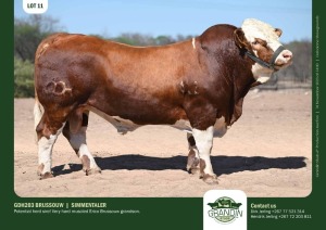 1X Simmental Bull GDH203 BRUSSOUW Grandin Stud