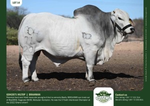 1X Grey Brahman Bull GDH2071 HILTOP Grandin Stud