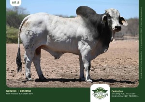 1X Grey Brahman Bull GDH2016 Grandin Stud