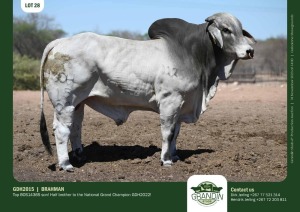 1X Grey Brahman Bull GDH2015 Grandin Stud