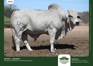 1X Grey Brahman Bull GDH2019 Grandin Stud