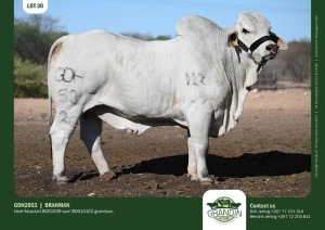 1X Grey Brahman Bull GDH2053 Grandin Stud