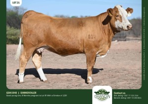 1X Simmental Cow GDH1940 Grandin Stud