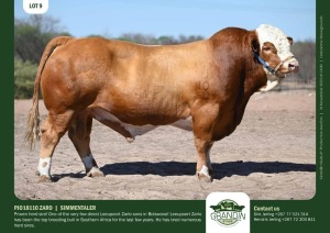 1X Simmental Bull PJO18110 ZARO Grandin Stud