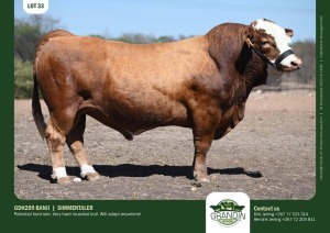 1X Simmental Bull GDH209 BANJI Grandin Stud