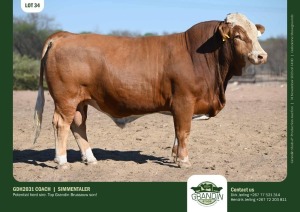 1X Simmental Bull GDH2031 COACH Grandin Stud