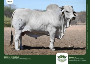 1X Grey Brahman Bull GDH2048 Grandin Stud