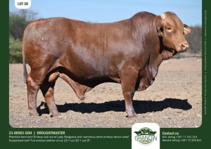 1X Droughtmaster Bull 21-00501 GDH Grandin Stud