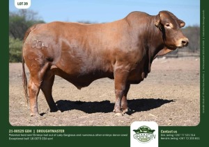 1X Droughtmaster Bull 21-00529 GDH Grandin Stud