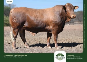 1X Droughtmaster Bull 21-00004 GDH Grandin Stud