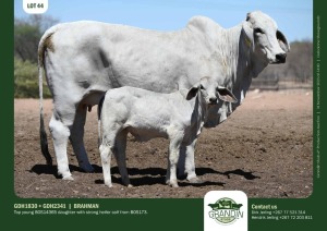 1+1X Grey Brahman Cow & Calf GDH1830 + GDH2341 Grandin Stud