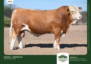 1X Simmental Bull GDH2044 Grandin Stud