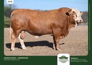 1X Simmental Bull GDH2034 DARIUS Grandin Stud