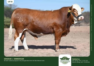 1X Simmental Bull GDH20105 Grandin Stud