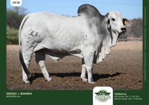 1X Grey Brahman Bull GDH2021 Grandin Stud