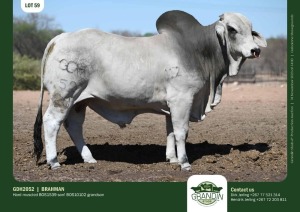 1X Grey Brahman Bull GDH2052 Grandin Stud