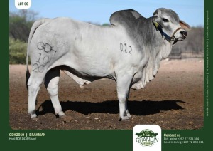 WITHDRAWN - 1X Grey Brahman Bull GDH2010 Grandin Stud