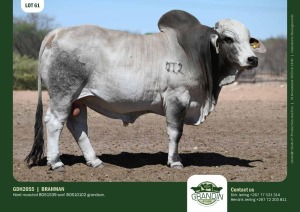 1X Grey Brahman Bull GDH2055 Grandin Stud