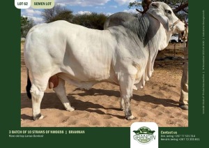 10X Grey Brahman SEMEN STRAWS NM0698 Grandin Stud