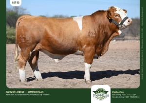 1X Simmental Bull GDH2041 OBREY Grandin Stud