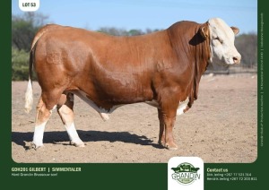 1X Simmental Bull GDH201 GILBERT Grandin Stud