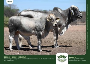 1+1X Grey Brahman Cow & Calf GDH1111 + GDH234 Grandin Stud