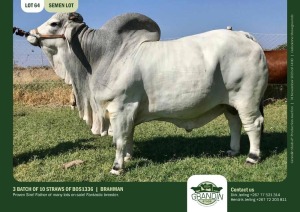 10X Grey Brahman SEMEN STRAWS BOS1336 Grandin Stud