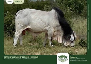 10X Grey Brahman SEMEN STRAWS BOS14365 Grandin Stud