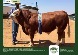 10X Simmental SEMEN STRAWS E1392 Grandin Stud