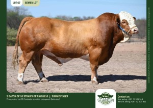 10X Simmental SEMEN STRAWS PJO18110 Grandin Stud