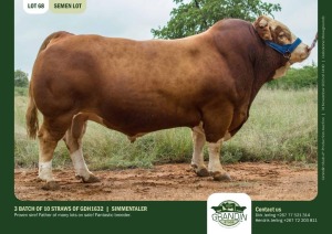 10X Simmental SEMEN STRAWS GDH1632 Grandin Stud