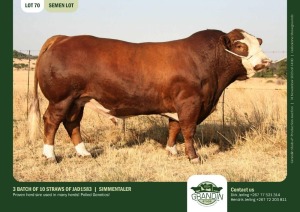 10X Simmental SEMEN STRAWS JAD1584 Grandin Stud