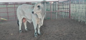 1X Grey Brahman Bull Merementsi