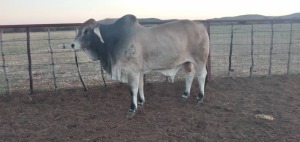 1X Red Brahman Bull Merementsi