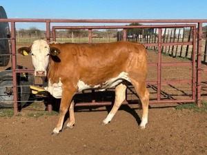 1X Simmentaler Heifer Quinton Barns