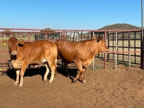 2X Commercial Heifers Quinton Barns