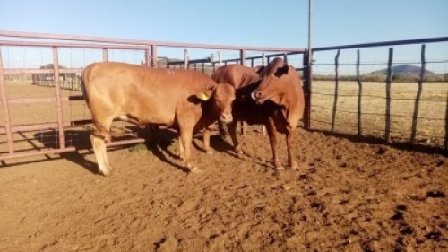 2X Commercial Heifers Quinton Barns