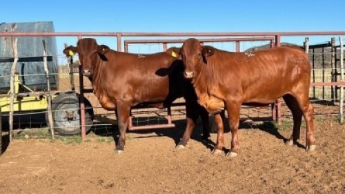 2X Commercial Heifers Quinton Barns