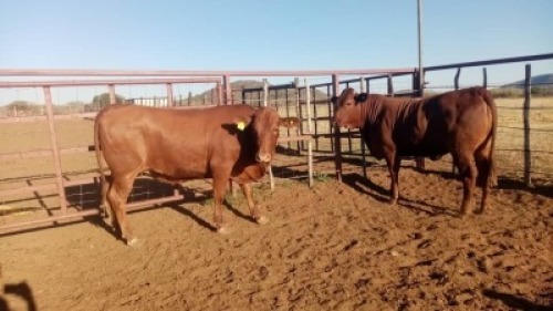2X Commercial Heifers Quinton Barns