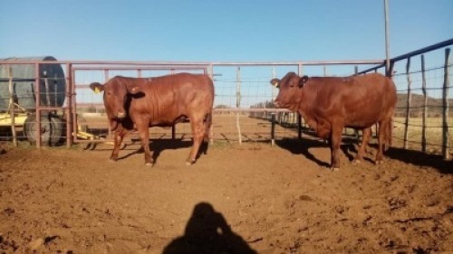 2X Commercial Heifers Quinton Barns